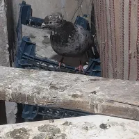 دم سفید ماده