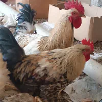 خروس محلی خوش ذات