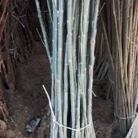 نهال کبوده یک ساله سریع الرشد|خدمات باغبانی و درختکاری|شوط, |دیوار