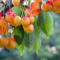 پیشفروش نهال گیلاس لواسان با شرایط چک|خدمات باغبانی و درختکاری|دوتپه, |دیوار