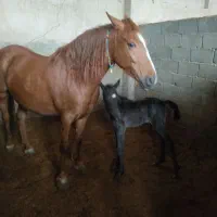 اسب|اسب و تجهیزات اسب‌سواری|اصفهان, عباس‌آباد|دیوار