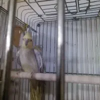 جفت عروس هلندی آهویی|پرنده|شیراز, شیخ علی چوپان|دیوار