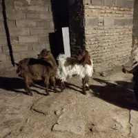 برغاله نر و ماده|حیوانات مزرعه|هریس, |دیوار