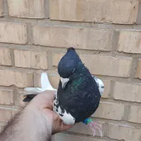 سینه سیاه درشت دوری|پرنده|اهواز, کیانپارس |دیوار