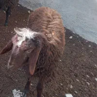 بره نر نژاد دار     افشاری فشندی