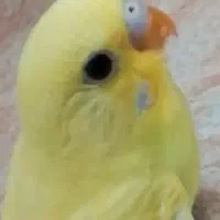 مرغ عشق|پرنده|گلبهار, شهر جدید گلبهار|دیوار