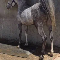 اسب و کره فروشی