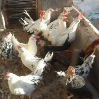 حراج و فروش خروس گلین/مرغ وخروس لاری/مرغ محلی|حراج|رفسنجان, |دیوار