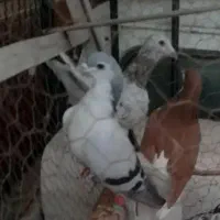 کبوتر لچگی