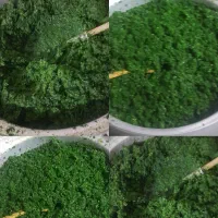 سبزی خورشتی