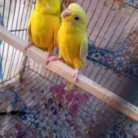 جفت مرغ عشق باتخم|پرنده|زاهدان, |دیوار