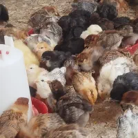 جوجه مرغ گلپایگانی 30 روزه