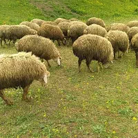 بره نر