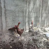 مرغ و خروس لاری