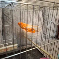 ۲ جفت قناری ردفکتور اورجینال