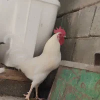 خروس سفید خالص