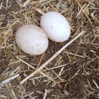 اردک|حیوانات مزرعه|امیدیه, |دیوار