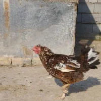 مرغ کرچ