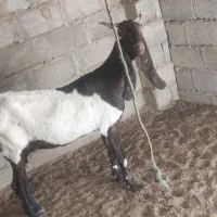 بز کاموری با بز سومال