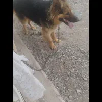 سگ ژرمن