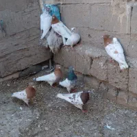 فروش کبوتر کله کاکلی|پرنده|چهاربرج, |دیوار