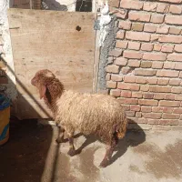 بره ماده