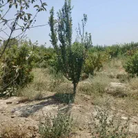باغچه|فروش دفتر صنعتی، کشاورزی، تجاری|تهران, آبشار تهران (دریاچه)|دیوار