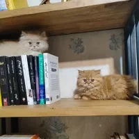 بچه گربه پرشین اصل