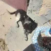 سگ معاوضه با پرنده|سگ|لردگان, |دیوار