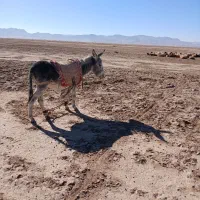 الاغ جوان گله ای|حیوانات مزرعه|نیمبلوک, |دیوار