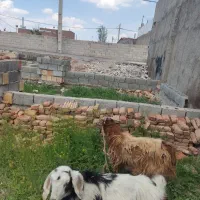 سلام