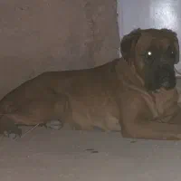 بول ماستیف(باکسر)
