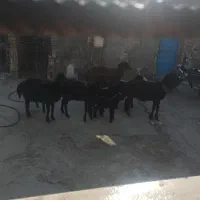 میش ویبره غزل افشاری