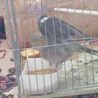 جوجه عروس هلندی سینامون ماده|پرنده|اهر, |دیوار