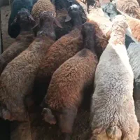 بره نر چاق کشتاری
