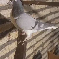 کفتر رنگه پرشی|پرنده|تربت‌حیدریه, کاشانی|دیوار