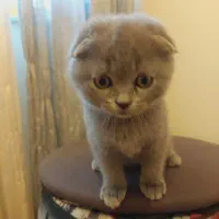 بچه گربه ی دو ماهه|گربه|لاهیجان, شهرک سلمان فارسی|دیوار