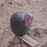 فروش تعدادی بوقلمون ماده برنز انگلیسی