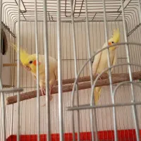 عروس هلندی لوتینو جفت نر وماده