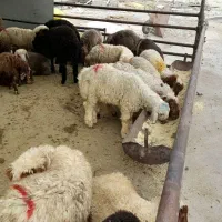 گوسفند زنده