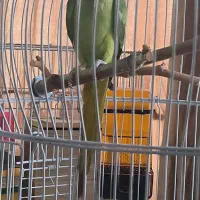 طوطی ملنگو ماده آماده (فروش و معاوضه)|پرنده|تهران, آرارات|دیوار