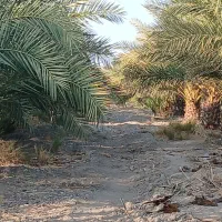 فروش باغ نخل|فروش دفتر صنعتی، کشاورزی، تجاری|فاریاب, |دیوار