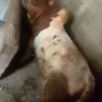 گاو نر محلی|حیوانات مزرعه|رحیم‌آباد, |دیوار