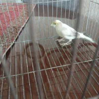 قناری ماده جفتی سهره|پرنده|ملایر, |دیوار