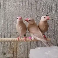 فنچ نرگسی شکلاتی فنچ جاوا در اندیشه|پرنده|تهران, چیتگر جنوبی|دیوار