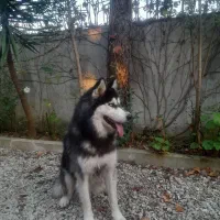 سگ هاسگی نر یکساله وارداتی