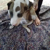 پیتبول ۳ ماهه|سگ|صباشهر, |دیوار