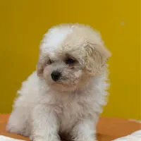 سگ نژاد بیشون فرایز کیفیت بمب