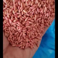 گندم  بذری|عمده‌فروشی|نورآباد, |دیوار