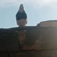 کبوتر طوقی|پرنده|خانمیرزا, |دیوار